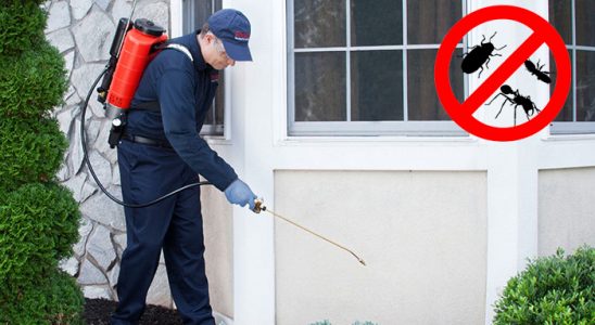 Yapraklı Gümüşkurt İlaçlama böcek ilaçlama ve haşere kontrolü — ilaclama-tr.com